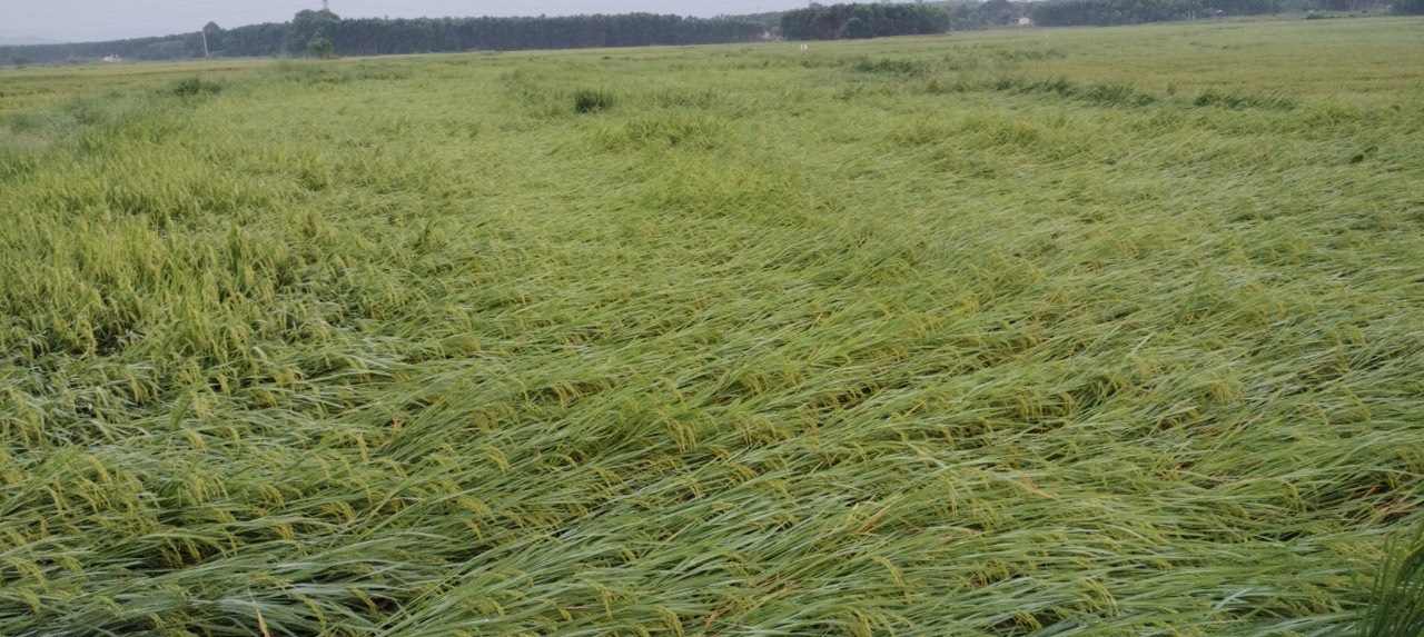Lốc xoáy bất ngờ khiến hơn 2.700 ha lúa rạp đổ và 10 nhà dân bị tốc mái