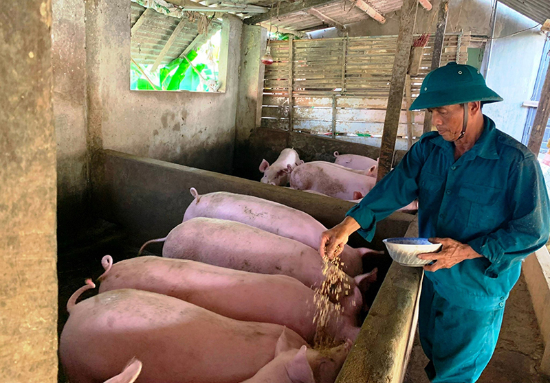 Hăng hái làm giàu từ đồng đất ven đô