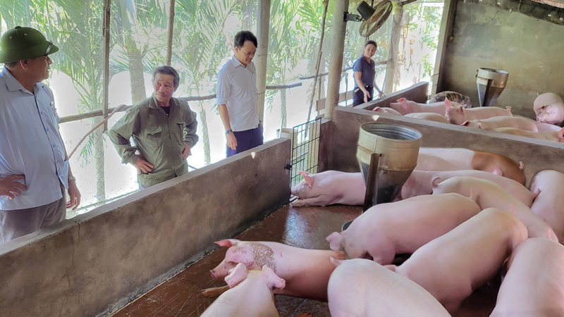 Vượt khó trở thành nông dân sản xuất giỏi cấp trung ương