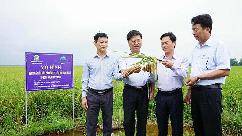 Gia tăng lợi nhuận nhờ trồng lúa hữu cơ liên kết tiêu thụ sản phẩm