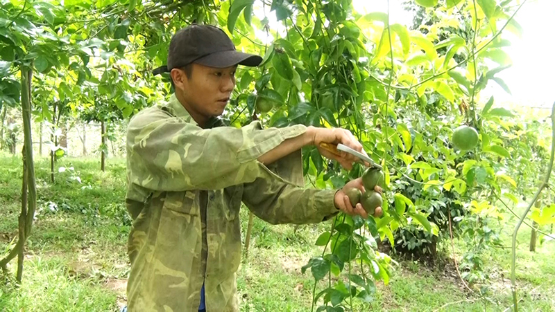 Hiện thực hóa ước mơ lập nghiệp từ đất đai quê hương