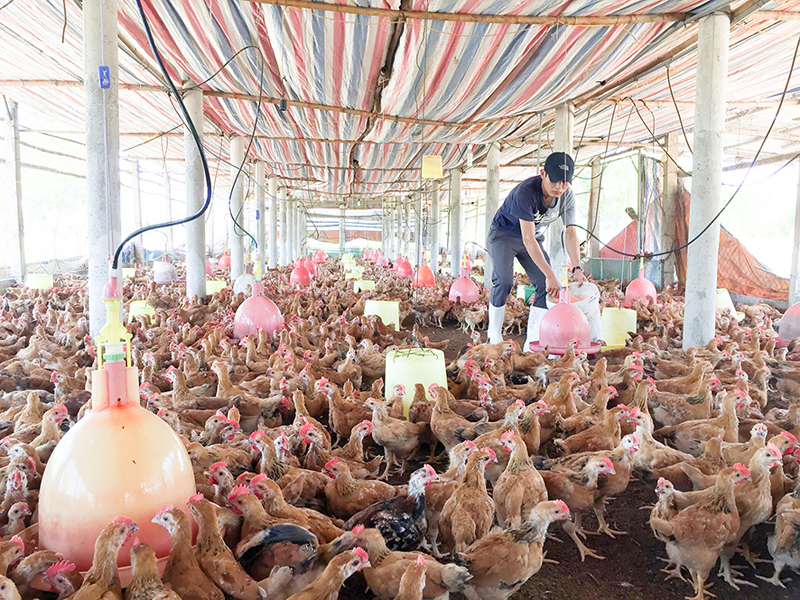 Công tác khuyến nông thúc đẩy ngành chăn nuôi phát triển