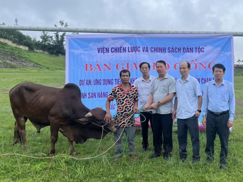 Bàn giao 124 con bò giống dự án tạo sinh kế tại vùng dân tộc và miền núi