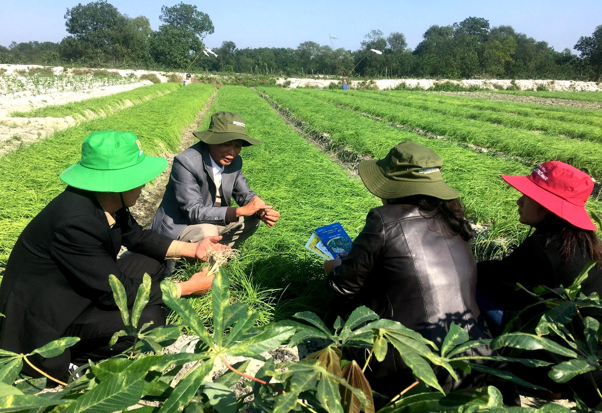 Trồng trái vụ gần 1.100 ha các loại cây có giá trị kinh tế cao