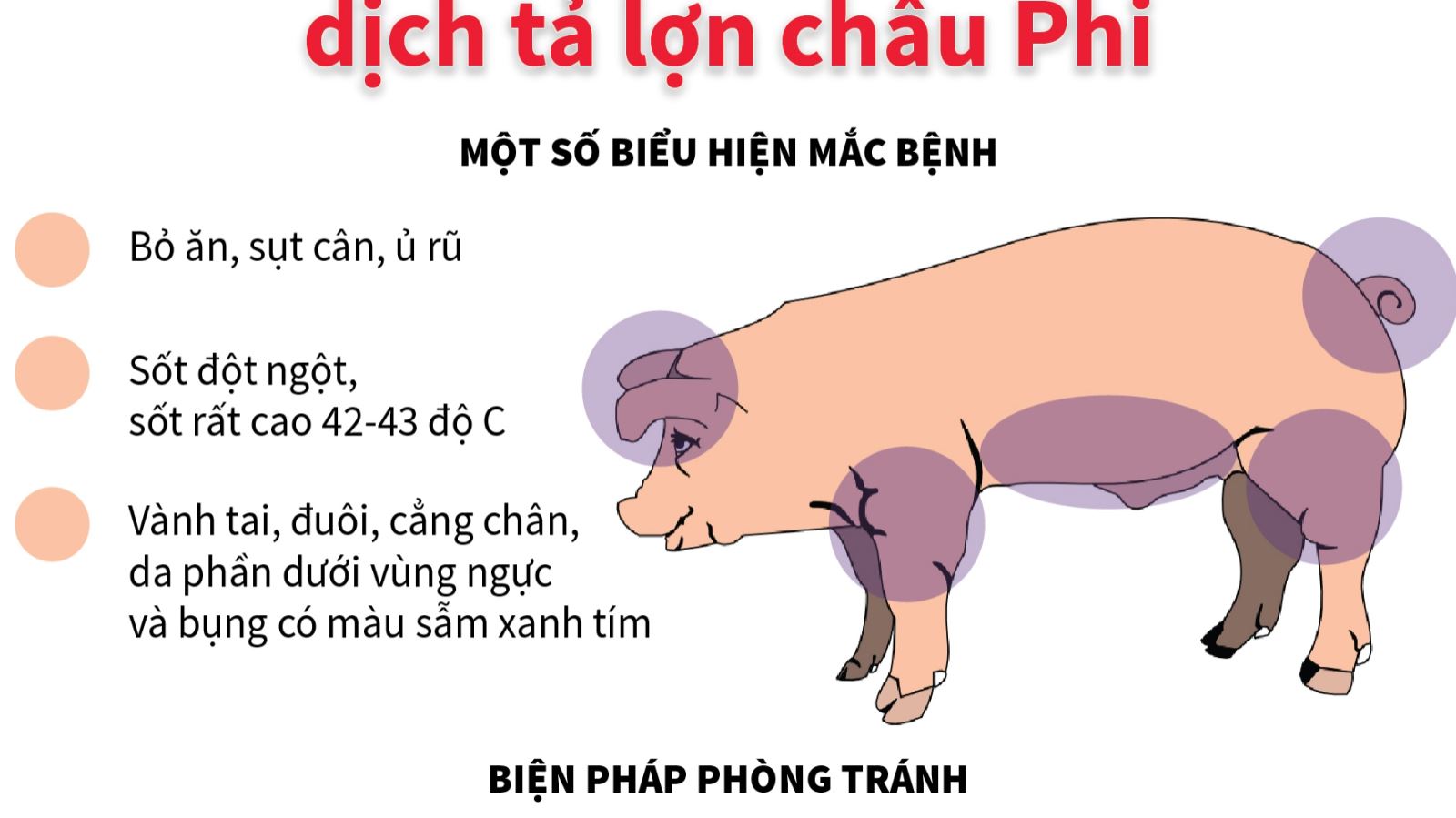 Chỉ thị của Chủ tịch UBND tỉnh về việc triển khai quyết liệt, đồng bộ các giải pháp phòng, chống bệnh dịch tả lợn châu Phi