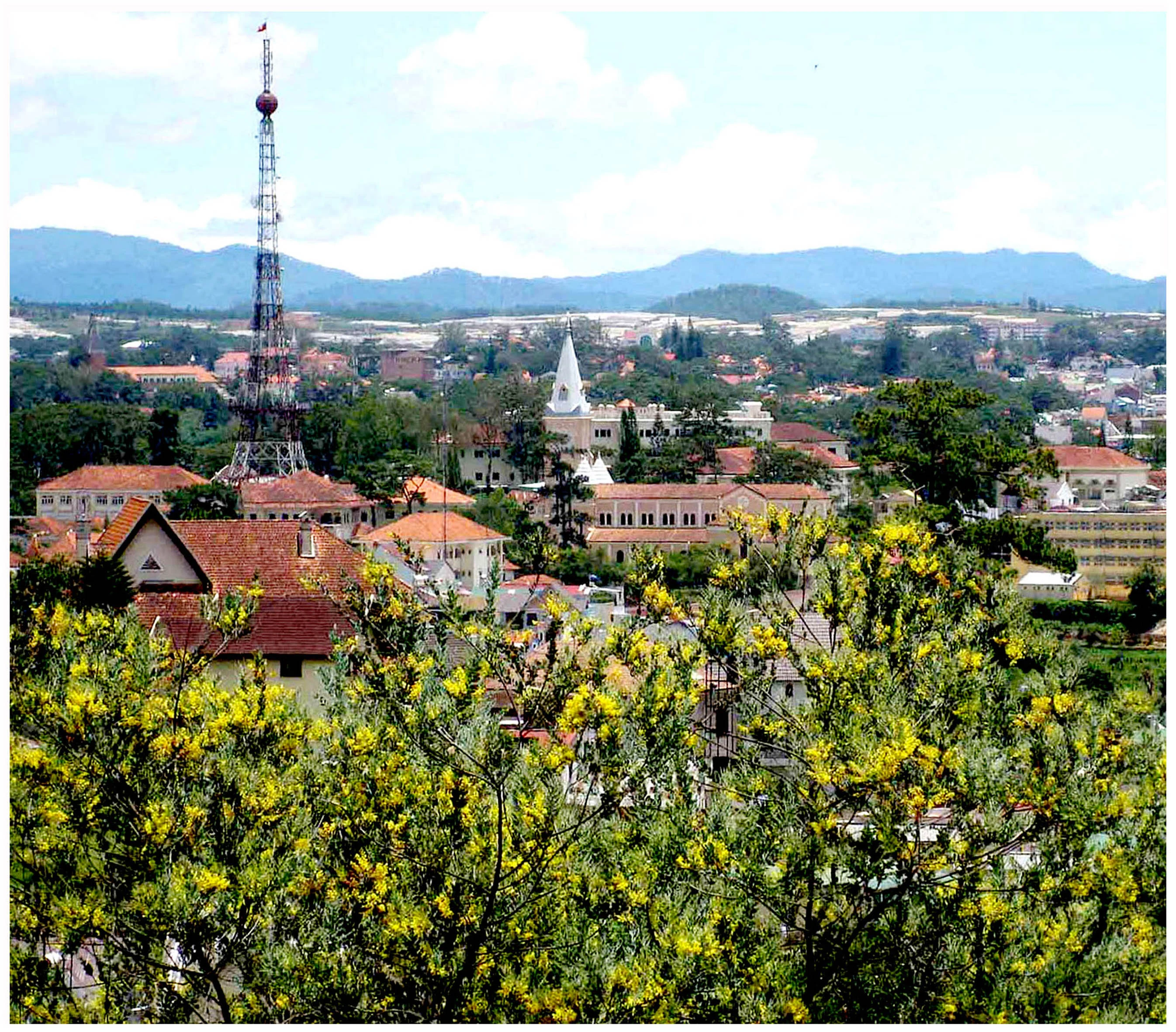 Sự tích hoa Mimosa