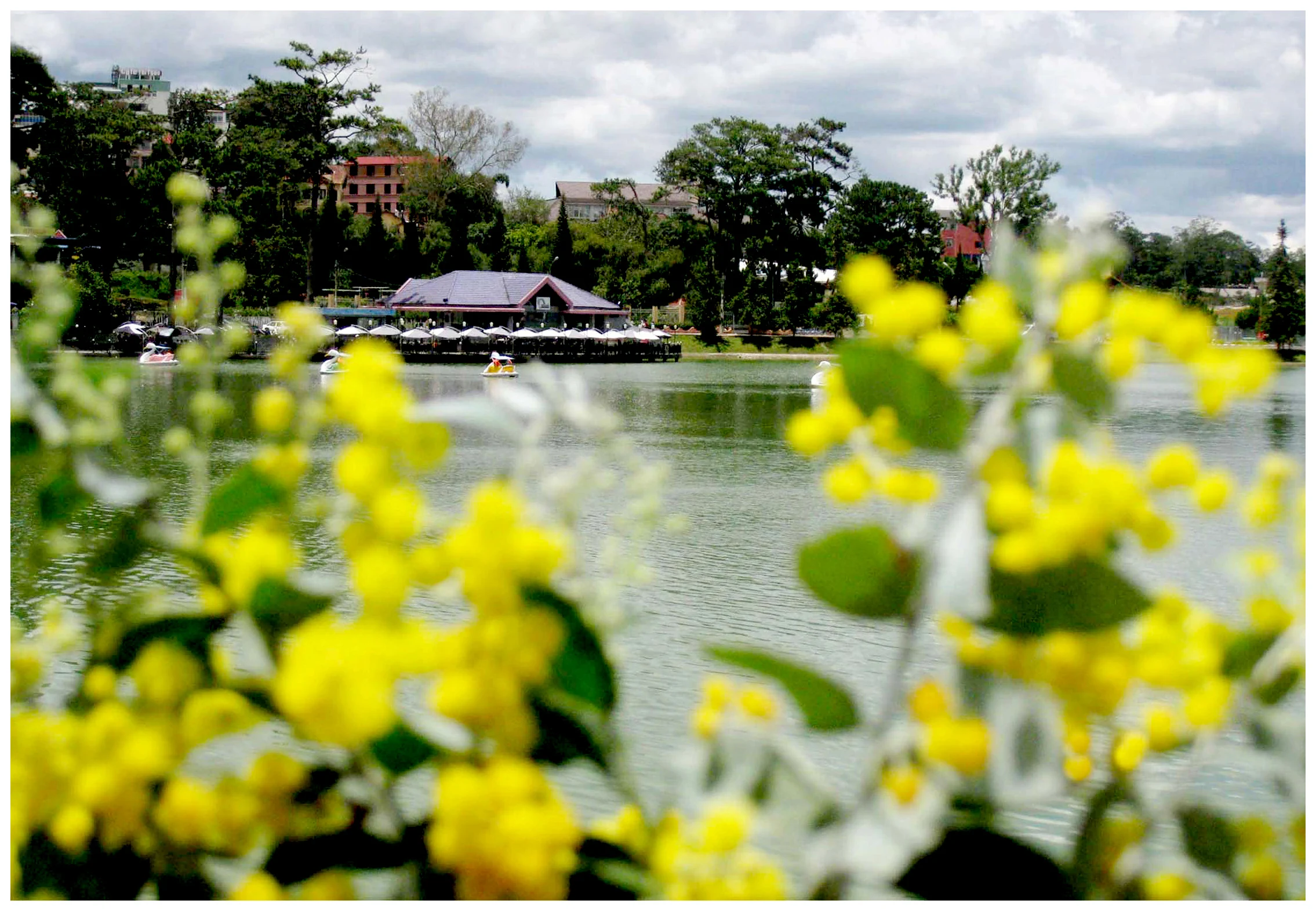 Sự tích hoa Mimosa