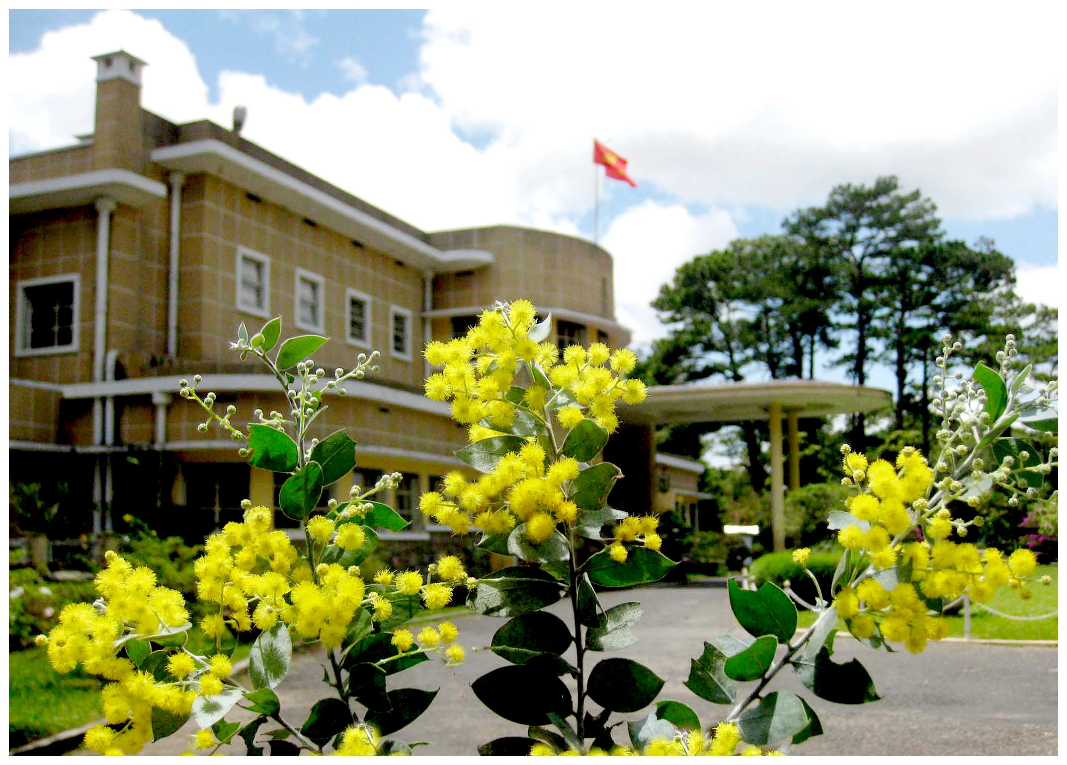 Sự tích hoa Mimosa