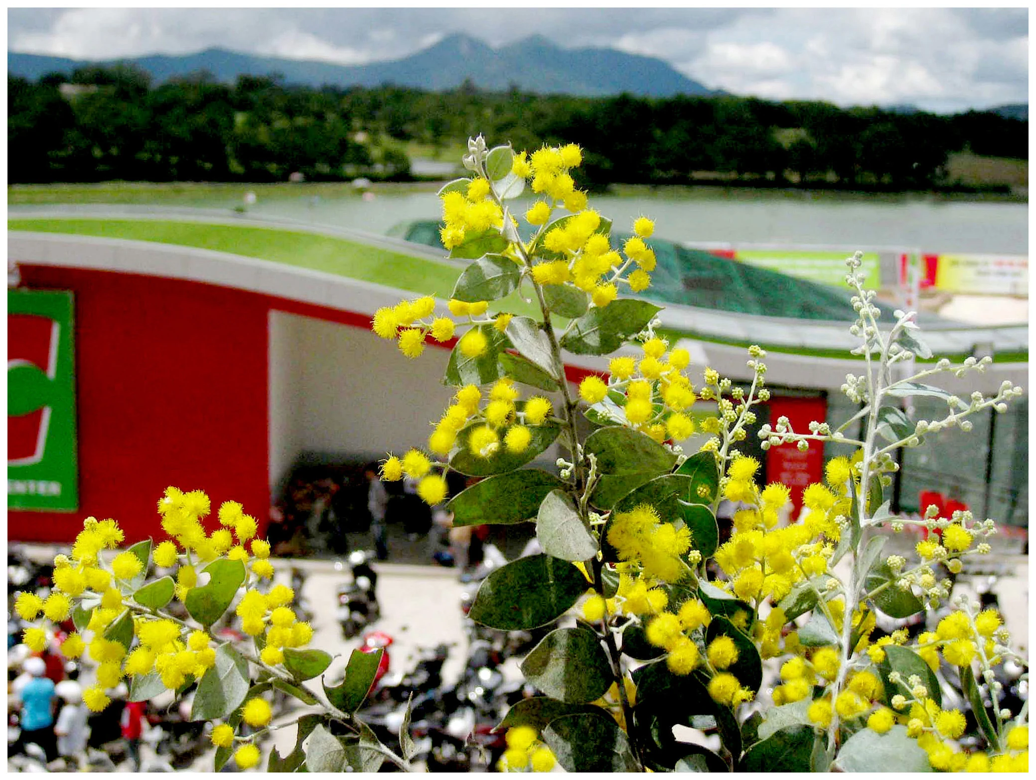Sự tích hoa Mimosa