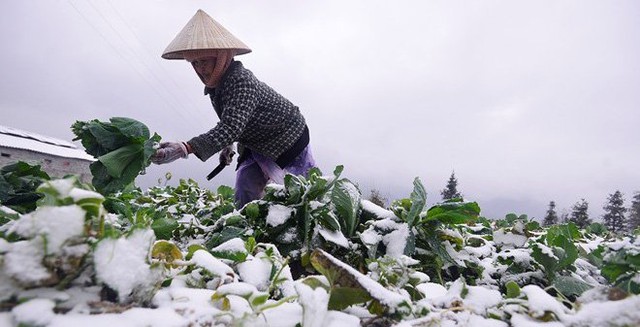 Đợt rét sắp tới kéo dài nhiều ngày, cường độ cực kỳ mạnh