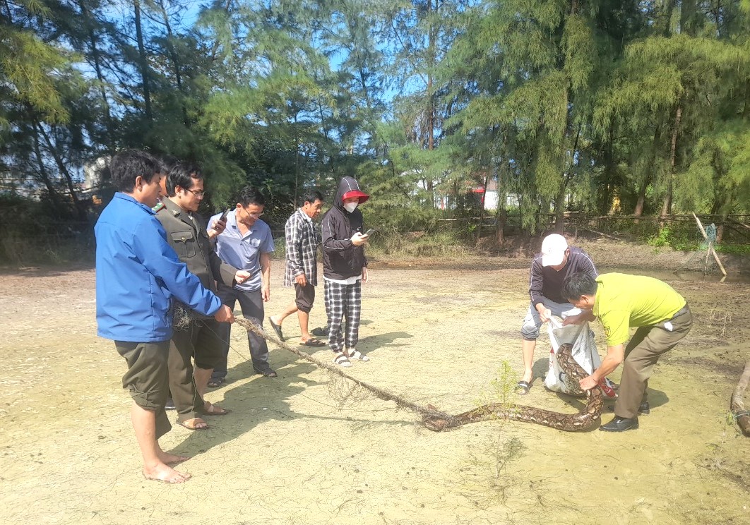 Phát hiện trăn gấm dài khoảng 3 m bị mắc lưới