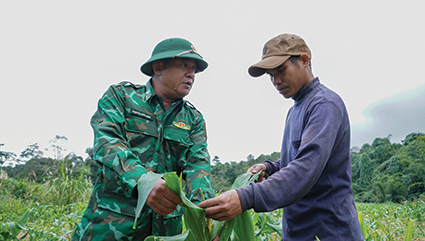 Mang những mùa vàng ấm no cho dân bản