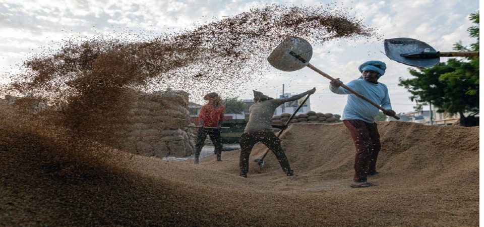  Căng thẳng tại Biển Đỏ đe dọa nghiêm trọng đến an ninh lương thực toàn cầu