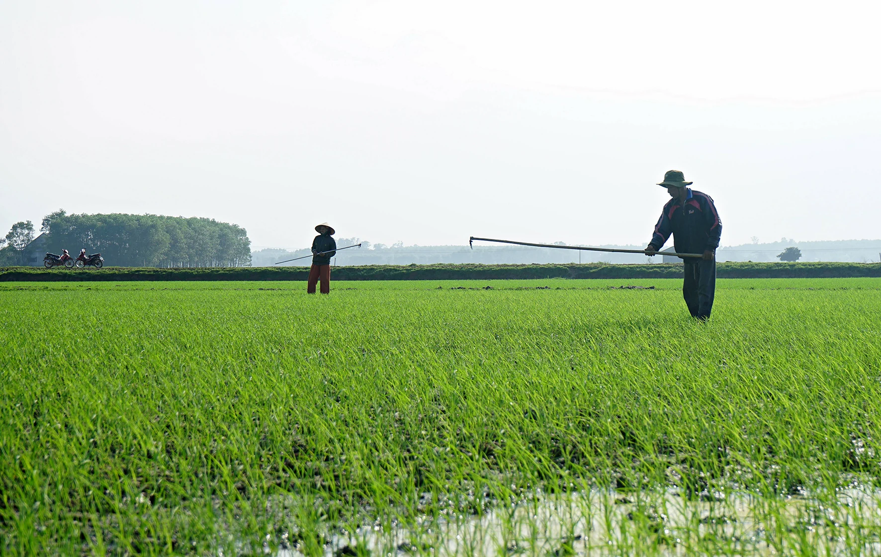 Tập trung chống rét cho cây trồng