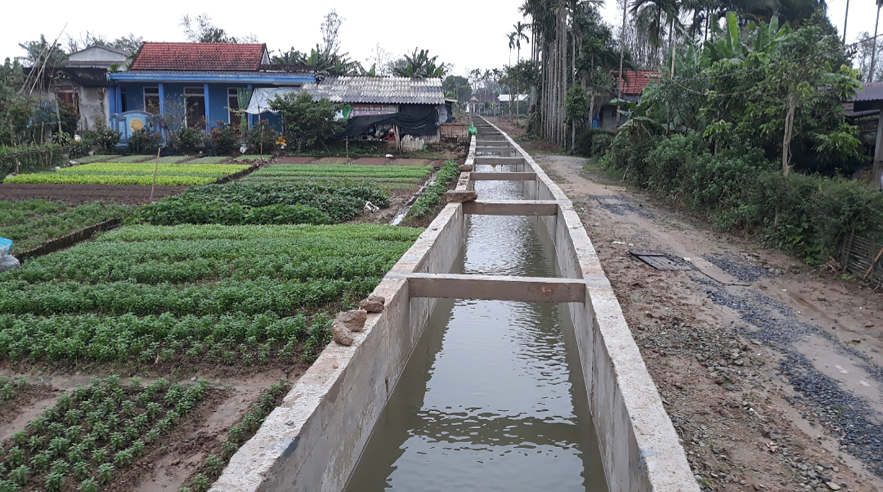 Triệu Phong xây dựng, củng cố hợp tác xã để hỗ trợ hiệu quả cho sản xuất nông nghiệp