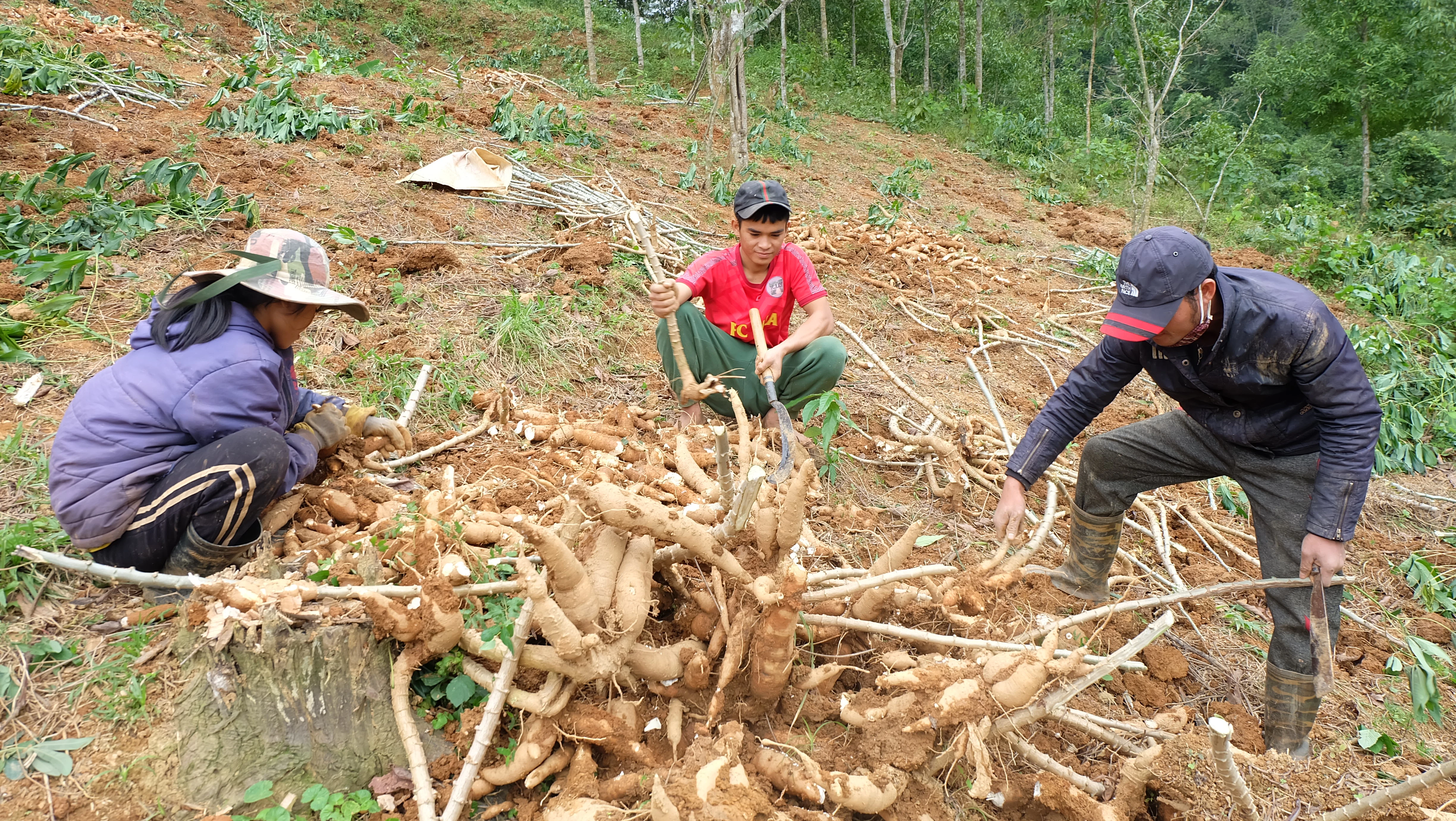 Năng suất sắn trên địa bàn tỉnh ngày càng giảm, thấp hơn mức bình quân của cả nước