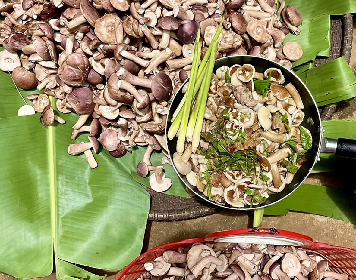 Nguy cơ ngộ độc thực phẩm từ các loại nấm mọc tự nhiên