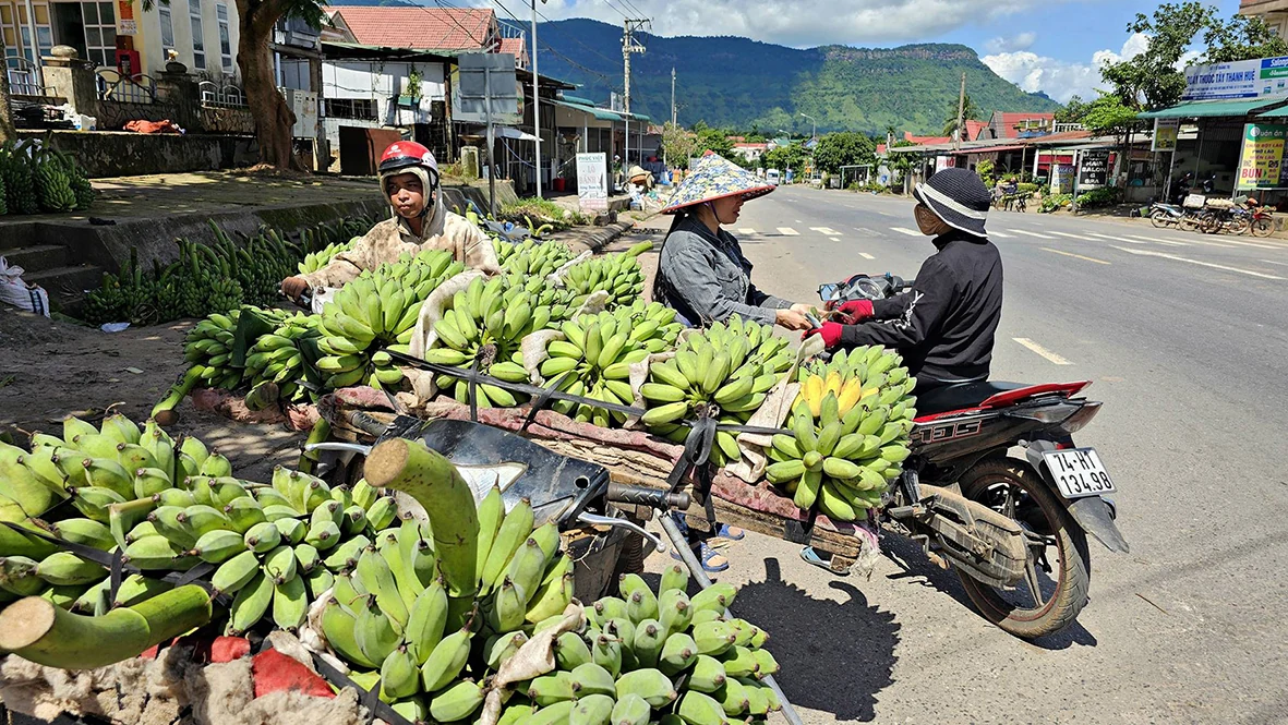 Nông dân Hướng Hóa phấn khởi vì giá chuối tăng cao