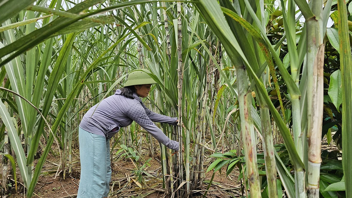 “Đòn bẩy” để người nghèo vươn lên