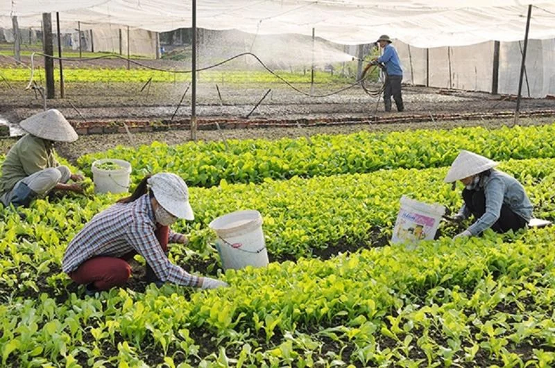 Thủ tục hành chính mới trong thành lập, hoạt động của tổ hợp tác, hợp tác xã, liên hiệp hợp tác xã