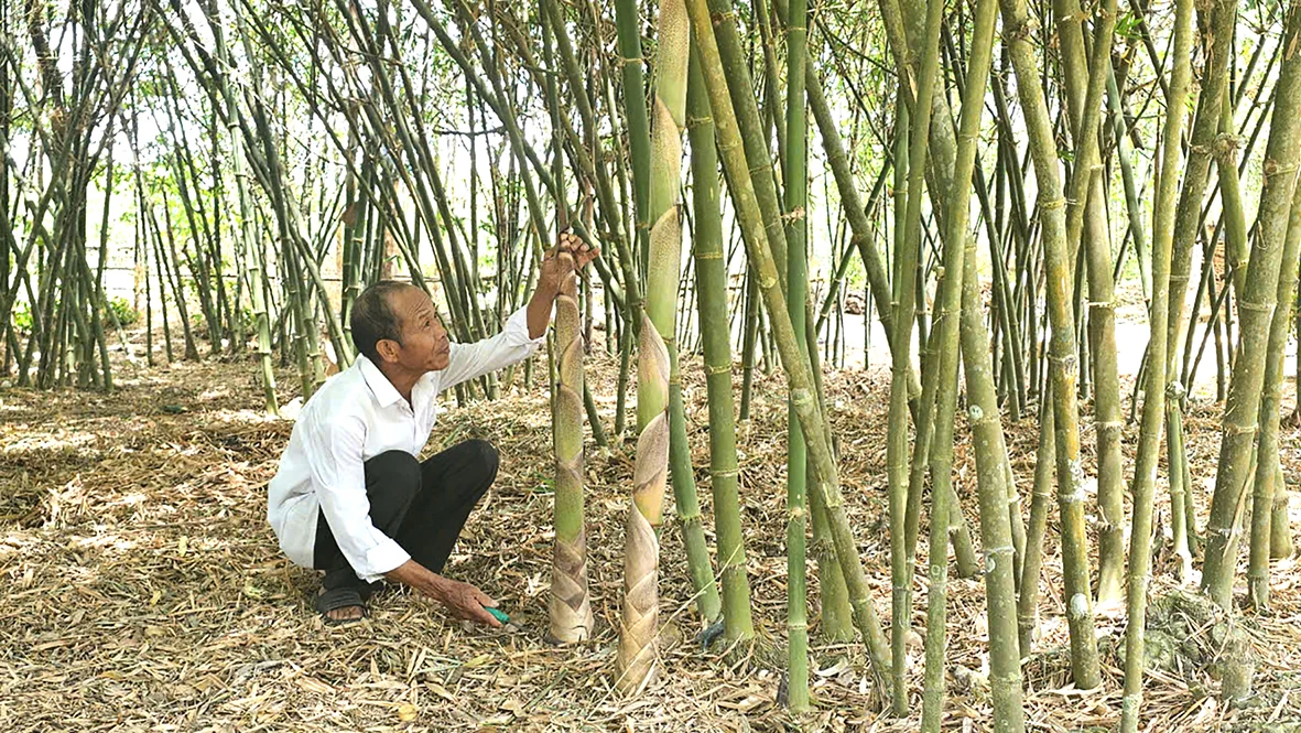 Khuyến khích các chủ thể mới tham gia chương trình OCOP