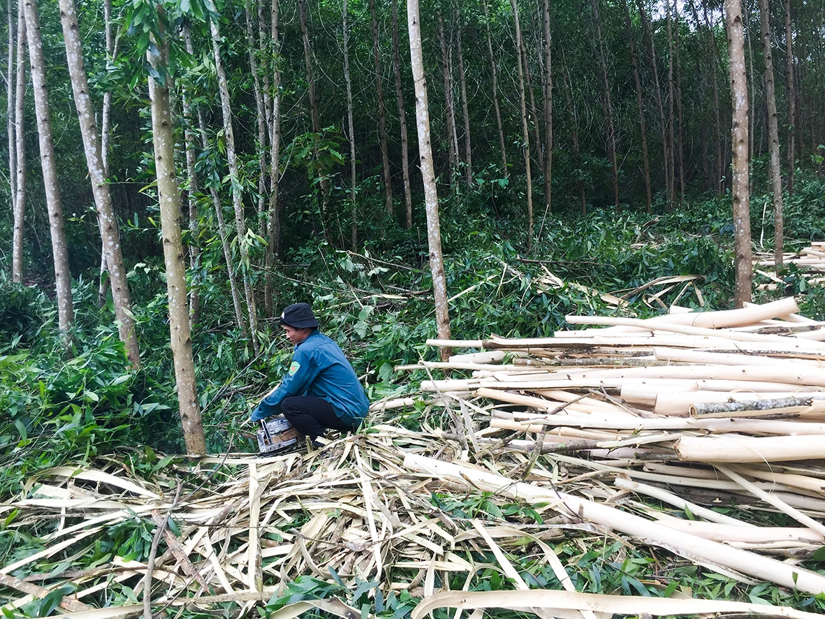 Quang Tri pushes for forest protection