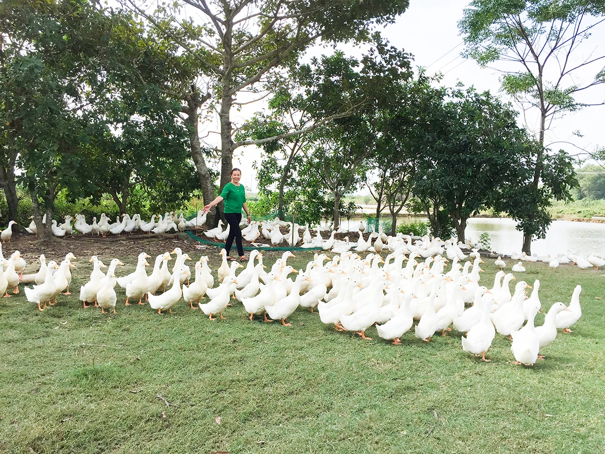 Đảm bảo an toàn cho đàn vật nuôi trong mùa mưa bão