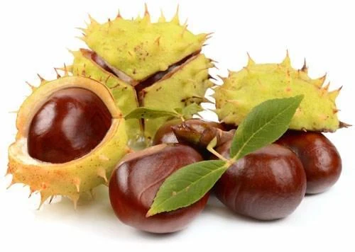 Thực hư tác dụng chiết xuất hạt dẻ ngựa đối với bệnh suy giãn tĩnh mạch chân