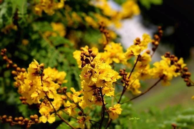 Vàng hoa thuở ấy