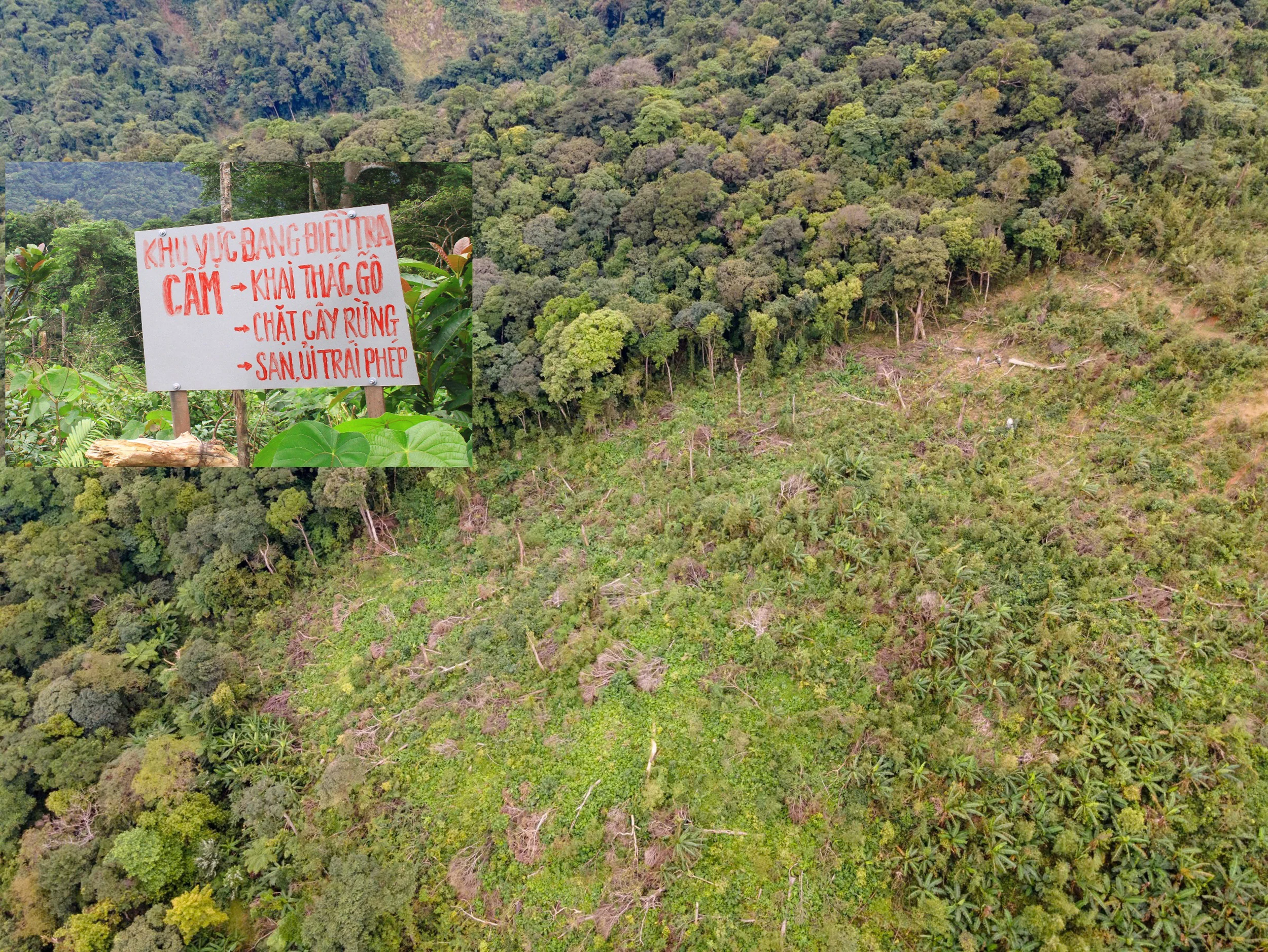 Ai đứng sau vụ phá hơn 1,5 ha rừng tự nhiên ở thôn Hồ?