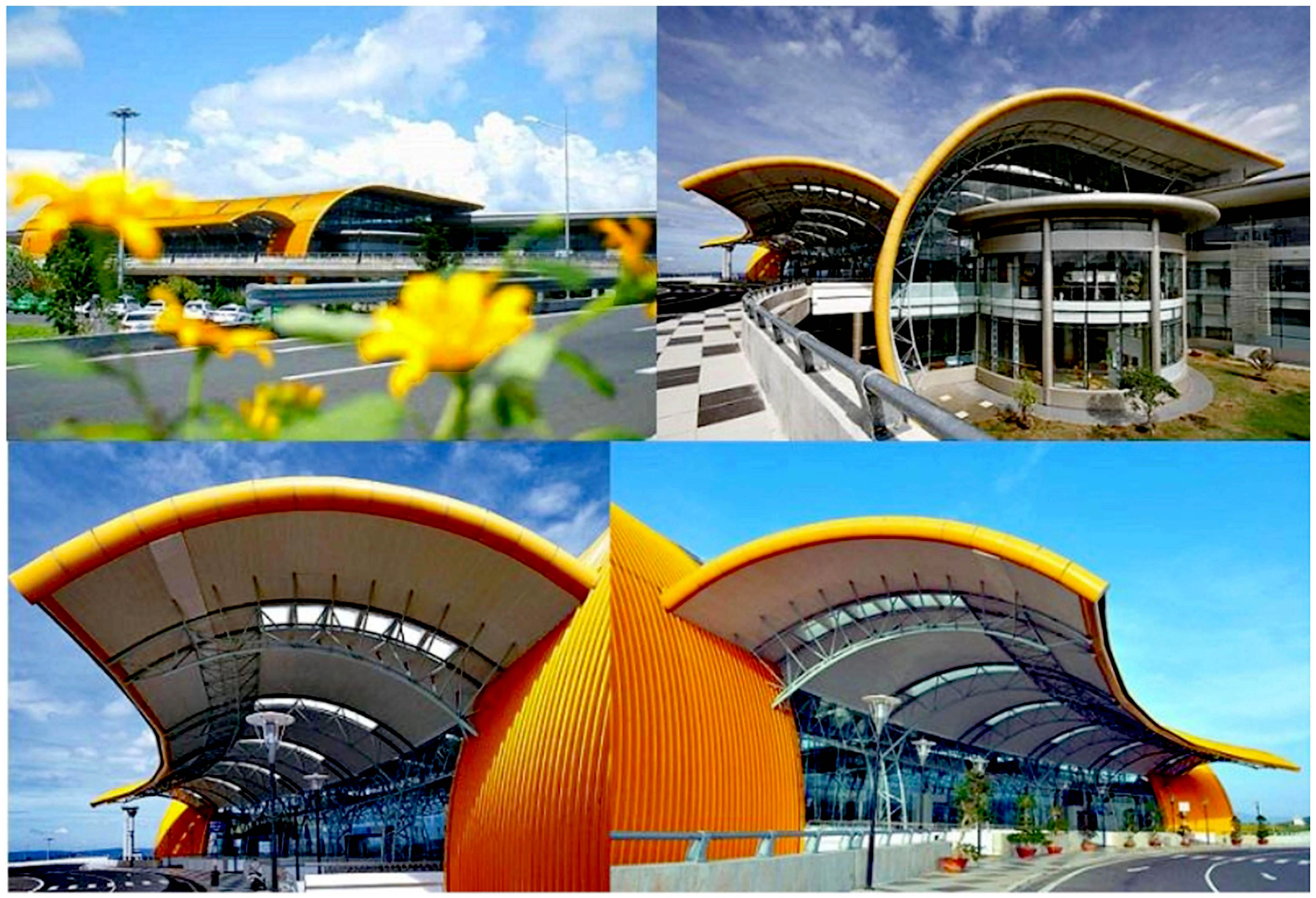 Xôn xao mùa dã quỳ Đà Lạt