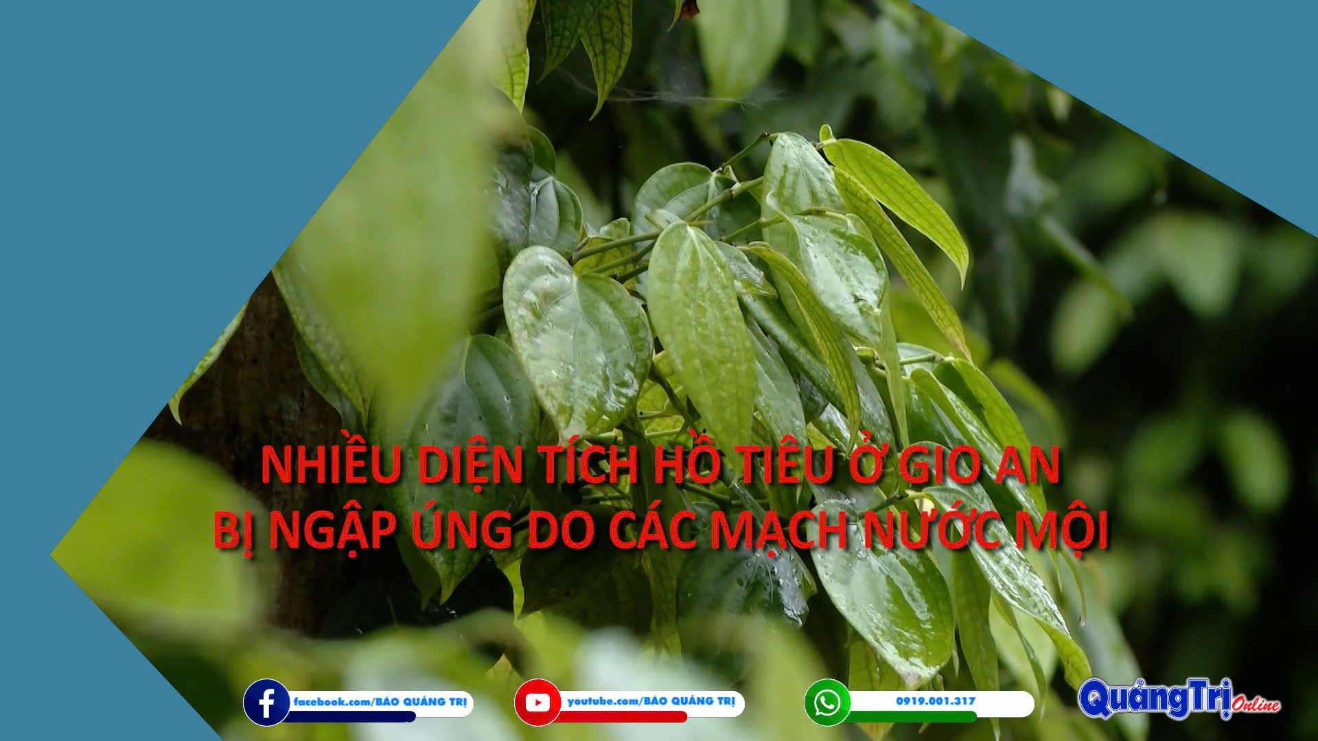 Nhiều diện tích hồ tiêu ở Gio An bị ngập úng do các mạch nước mội