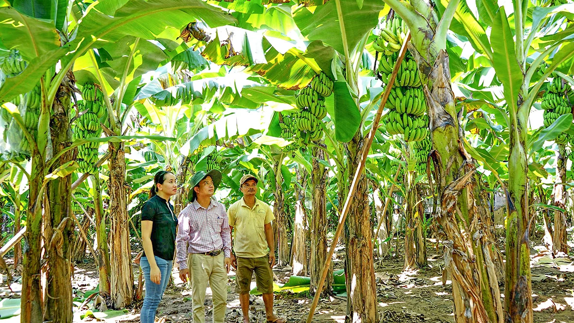 Thúc đẩy phát triển kinh tế vùng đồng bào dân tộc thiểu số