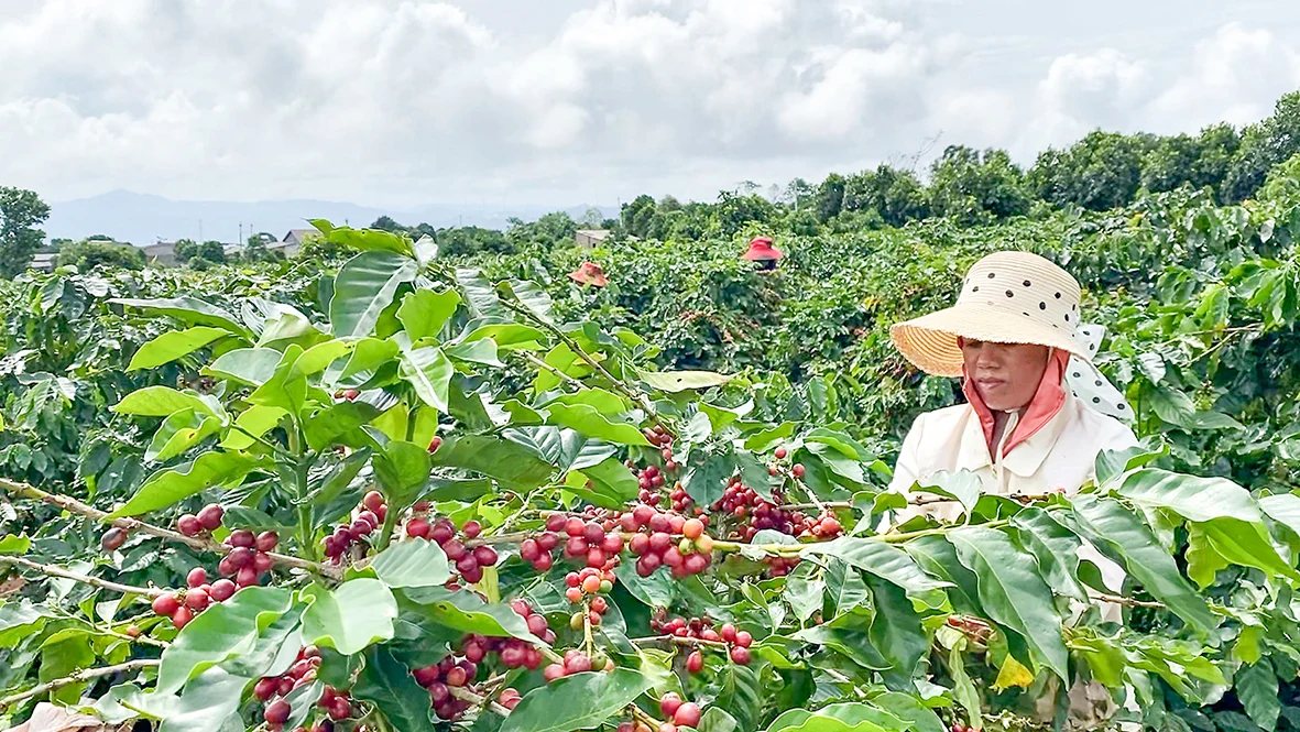 Nông dân Hướng Hóa phấn khởi vào vụ thu hoạch cà phê