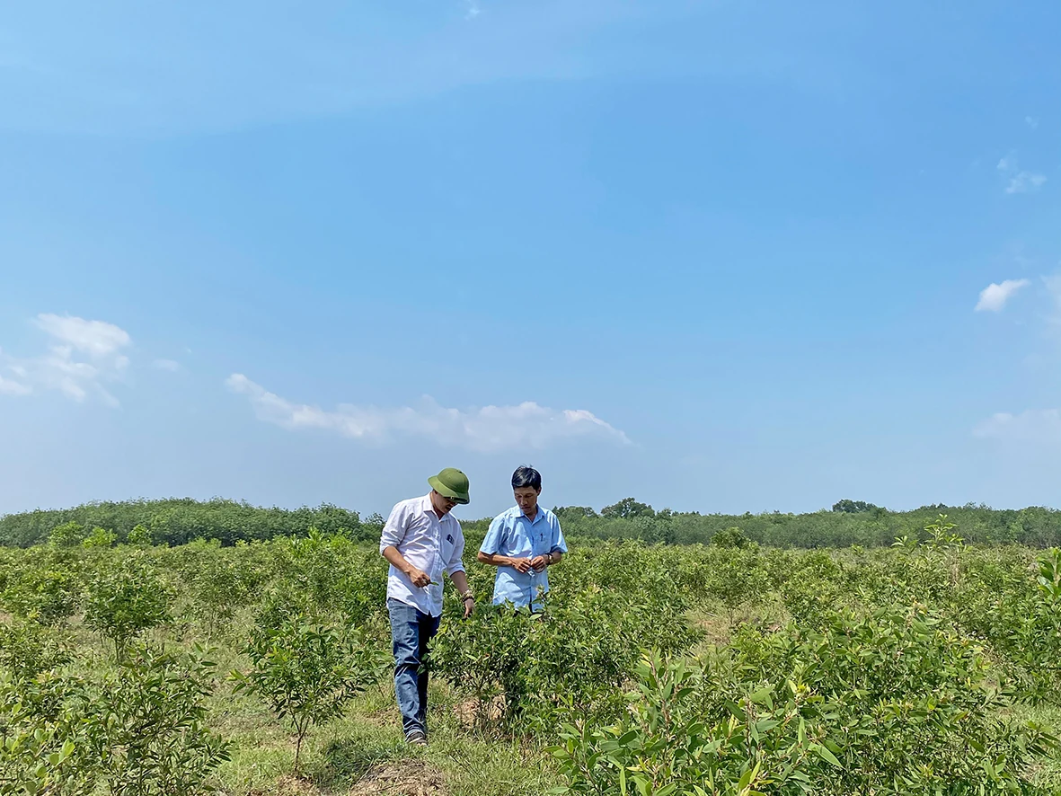 Vinh Linh develops raw material zones for OCOP Products