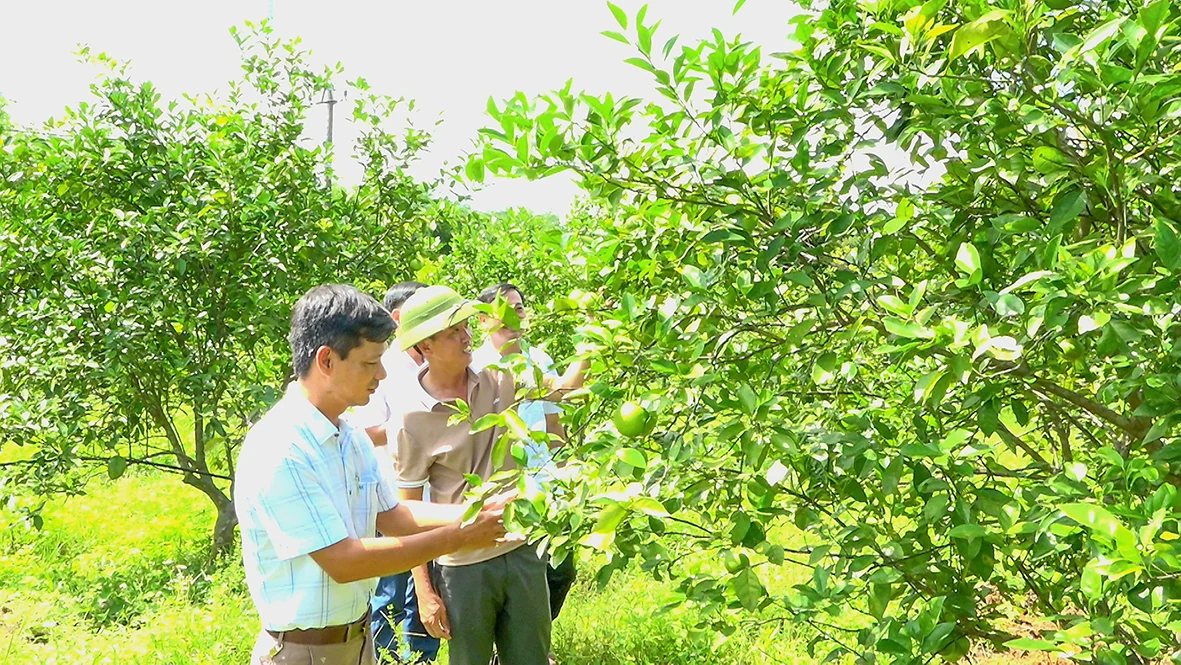 Huyện Vĩnh Linh nhân rộng mô hình vườn mẫu
