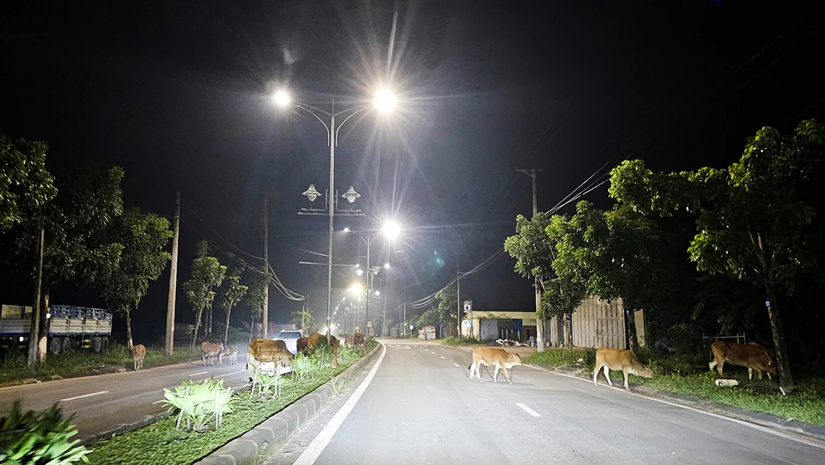 Cần chấm dứt tình trạng bò thả rông trên các tuyến đường giao thông