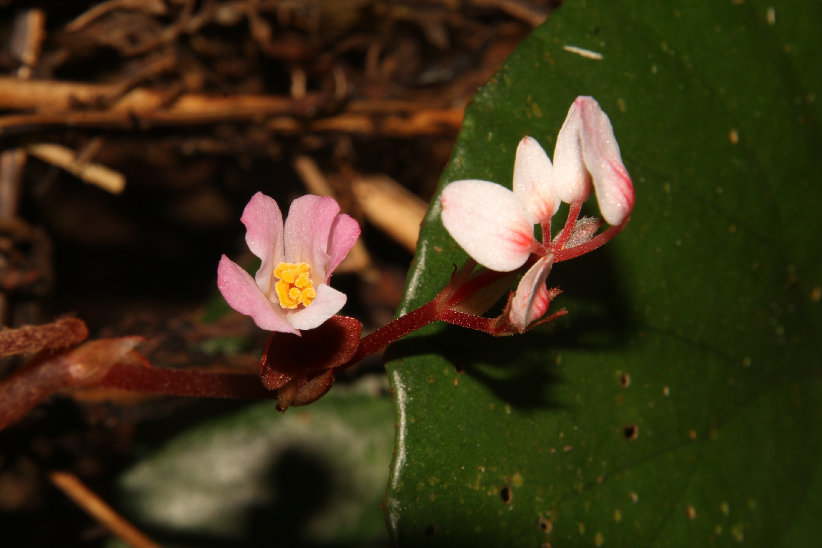 Sparse-flowered Begonia species discovered in Quang Tri