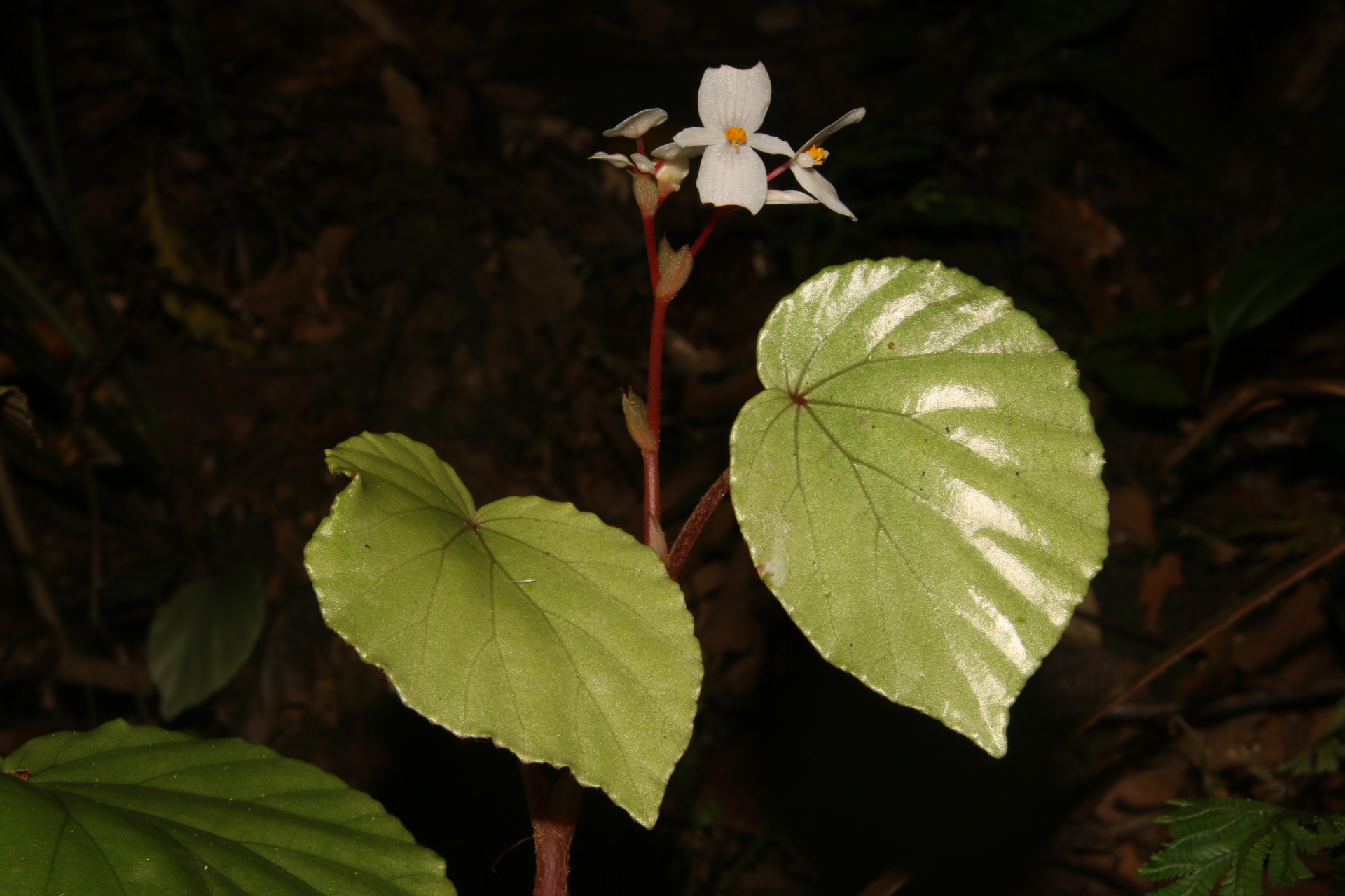 Sparse-flowered Begonia species discovered in Quang Tri