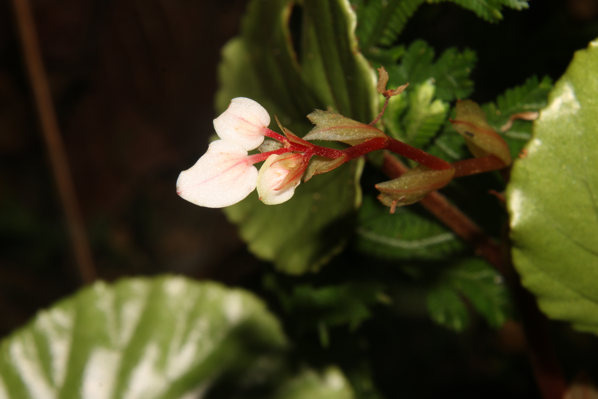 Sparse-flowered Begonia species discovered in Quang Tri