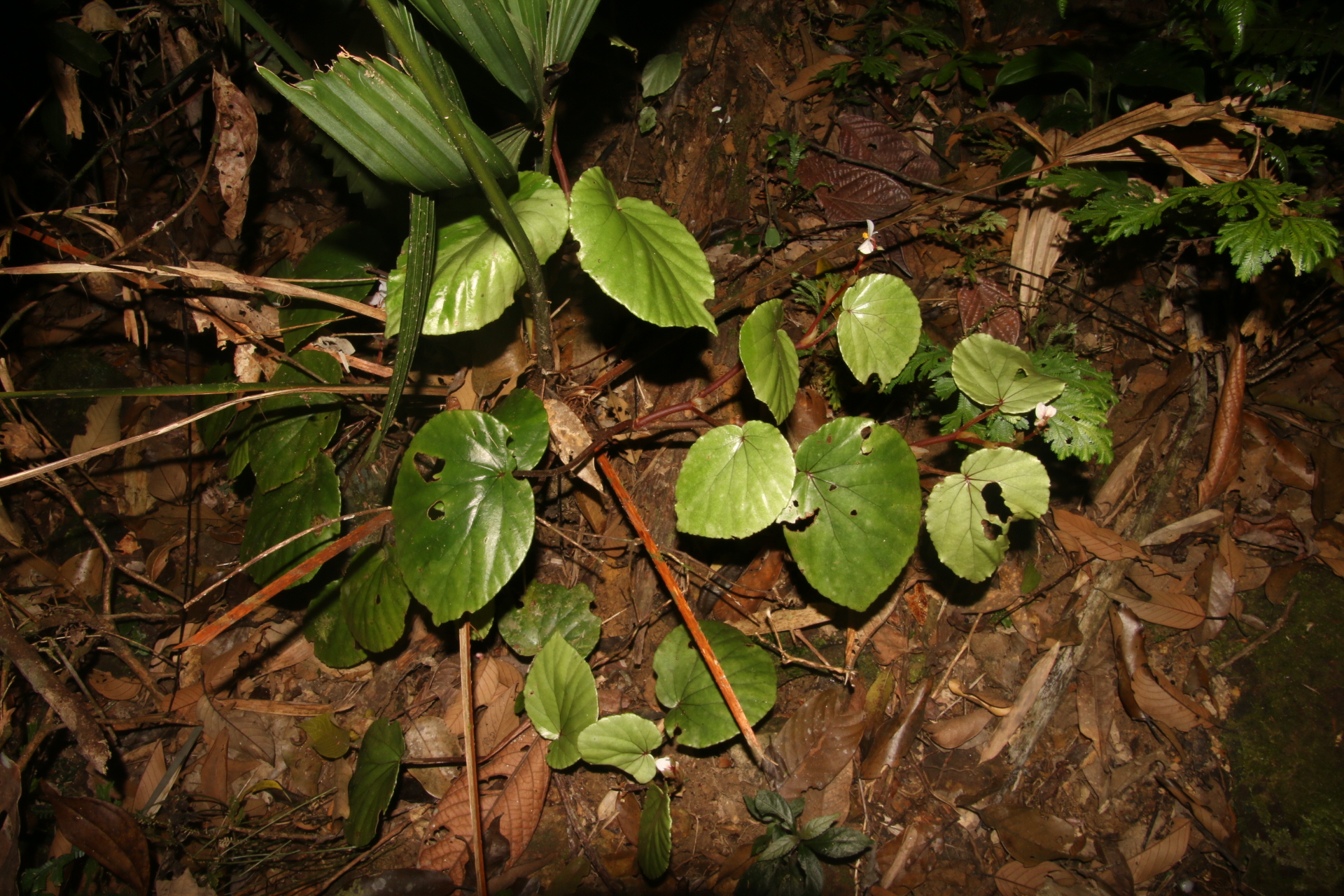 Sparse-flowered Begonia species discovered in Quang Tri