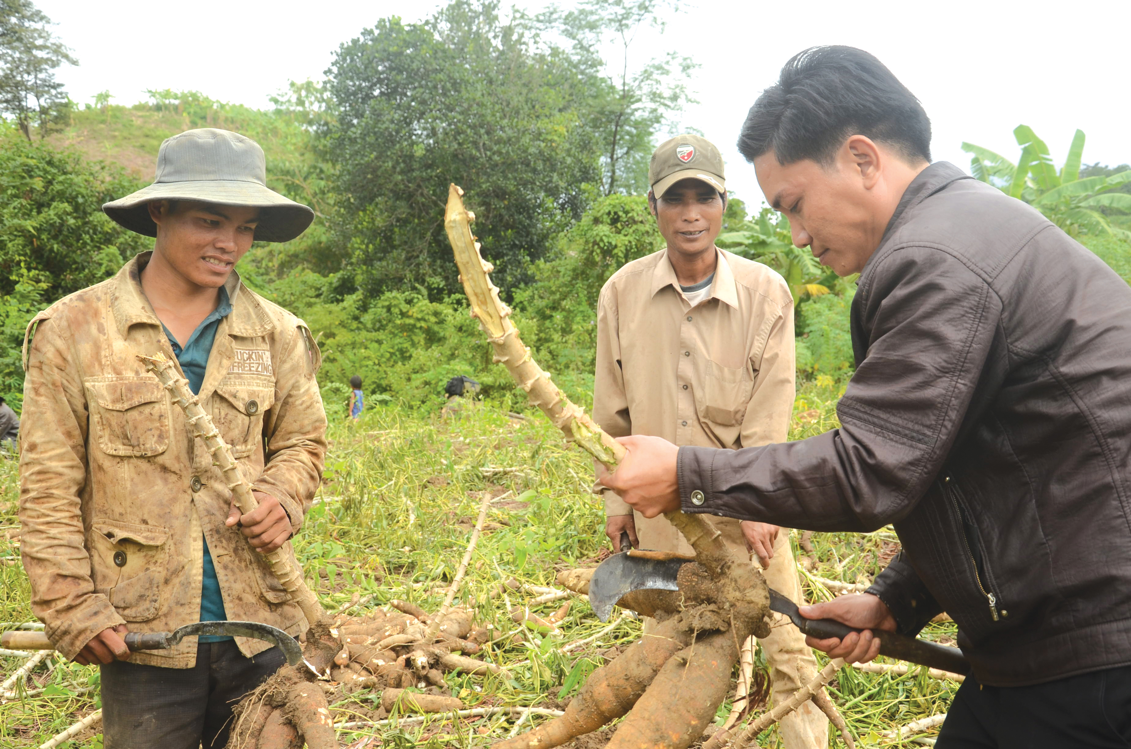 Hỗ trợ tiêu thụ nông sản vùng đồng bào dân tộc thiểu số