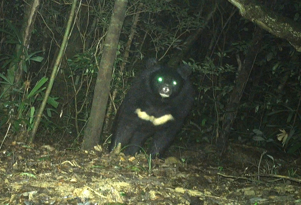 Rare, endangered moon bear discovered in Huong Hoa