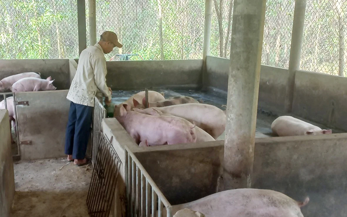 Người dân Vĩnh Linh tăng thu nhập nhờ nuôi lợn