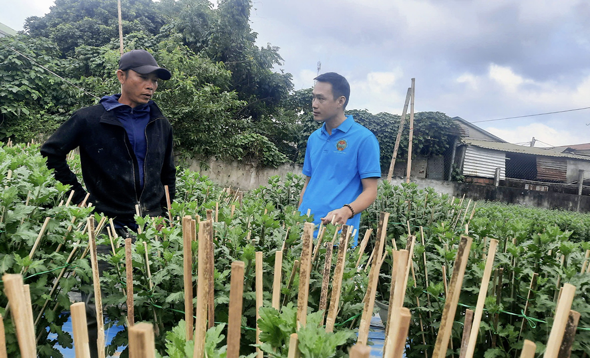 Nông dân Hướng Hóa tất bật chuẩn bị nguồn hoa phục vụ tết Nguyên đán