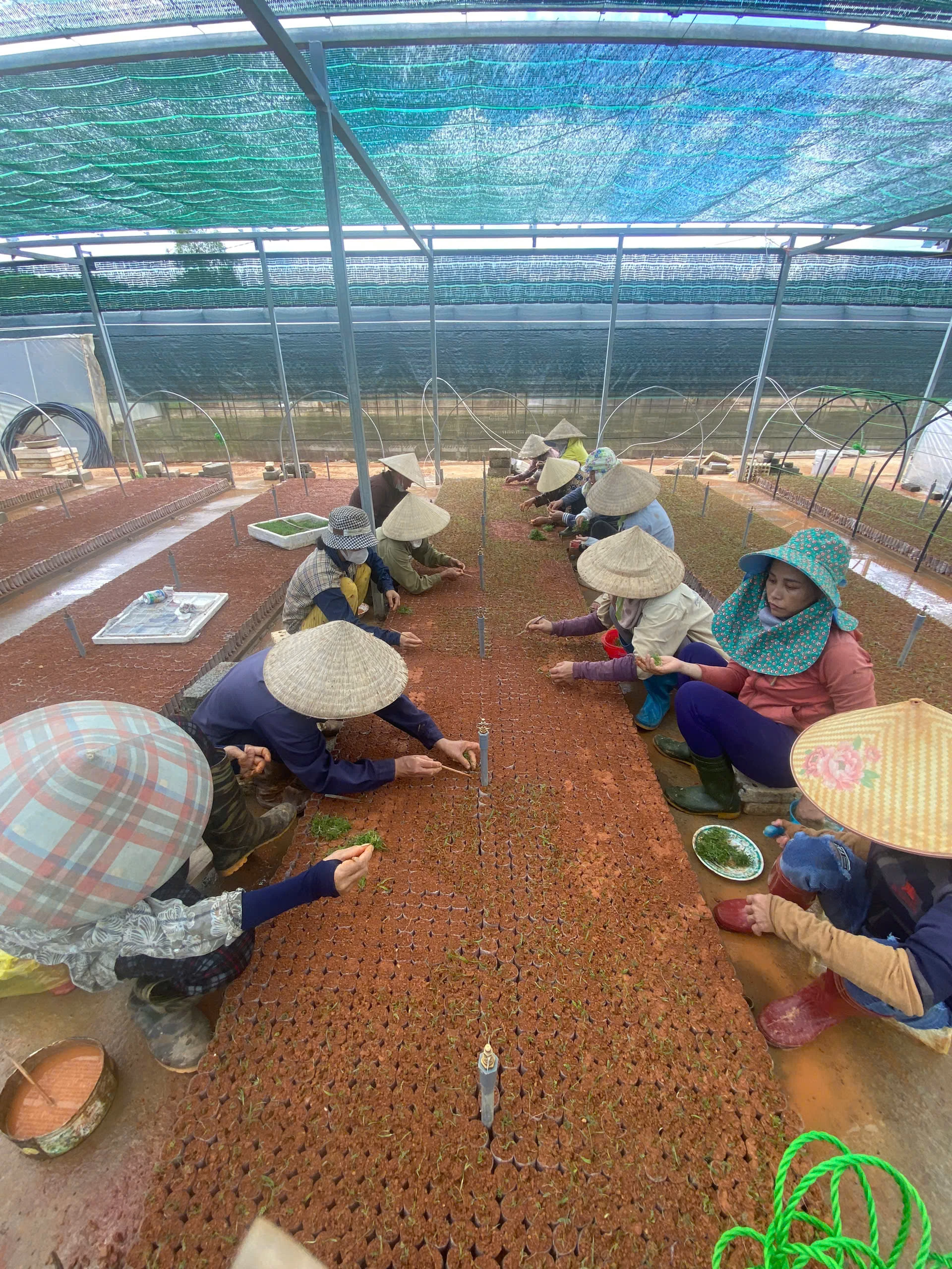 Ươm tạo giống cây chất lượng phục vụ trồng rừng vùng nguyên liệu
