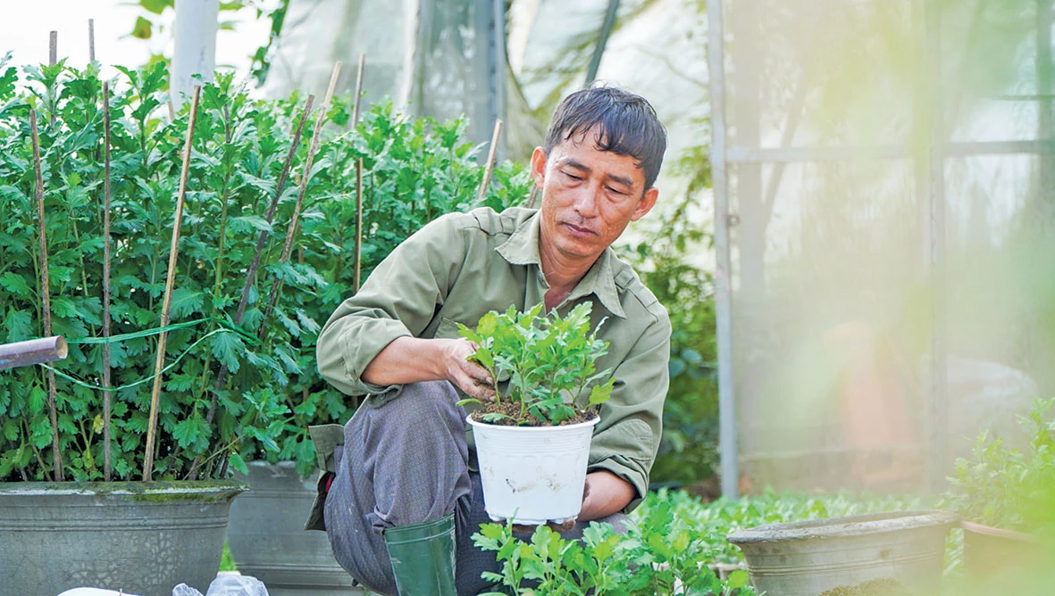 Hoa An Lạc khoe sắc Xuân