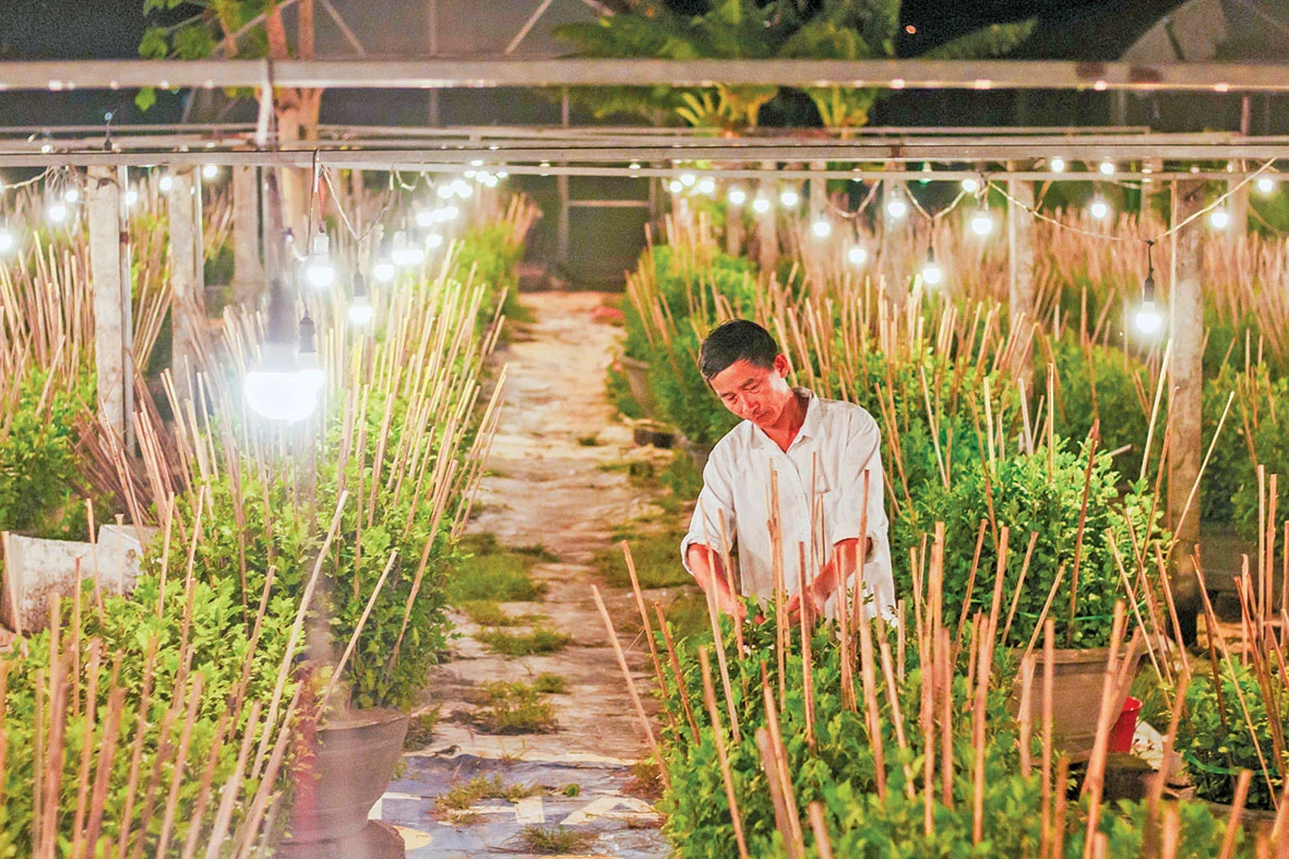 Hoa An Lạc khoe sắc Xuân
