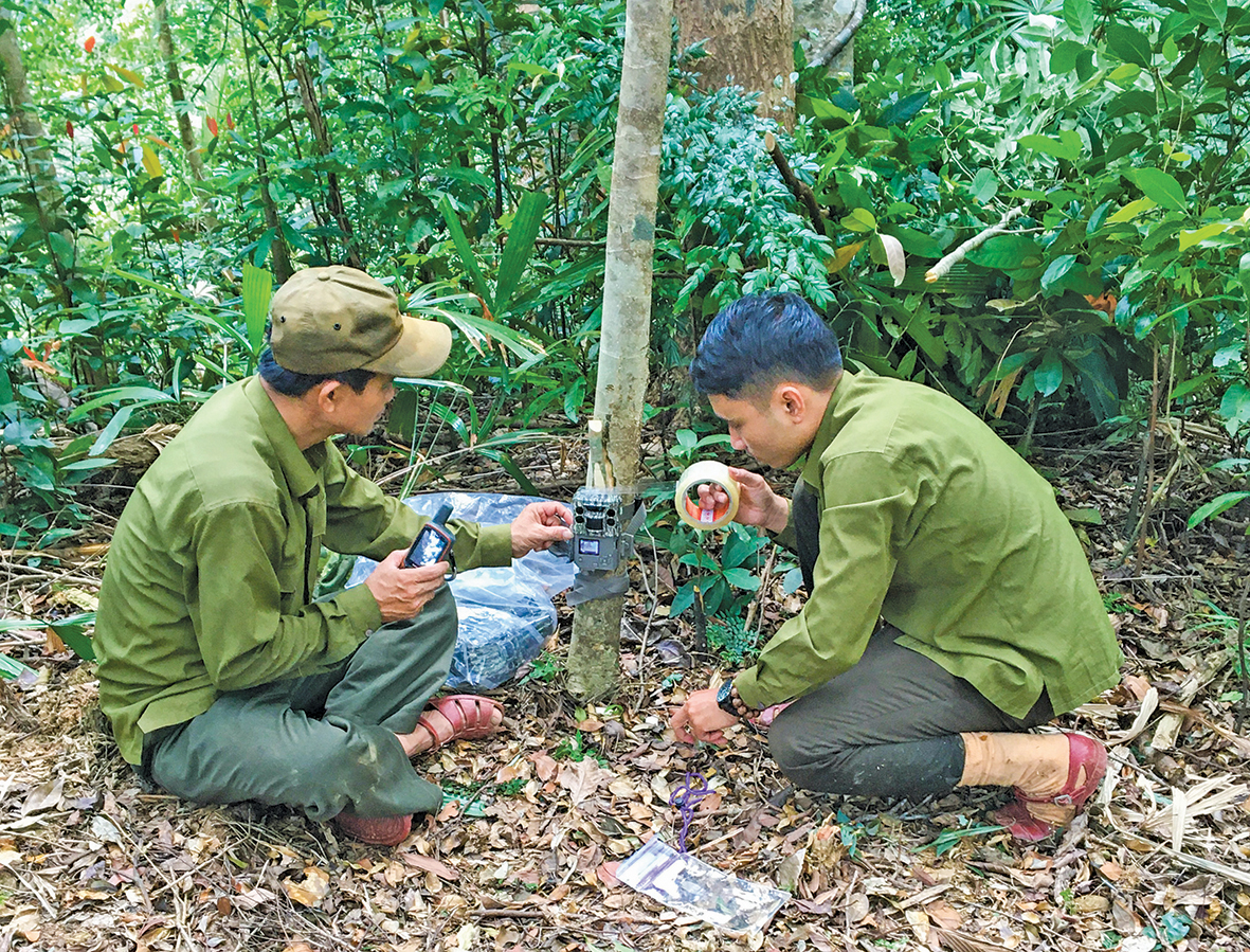 “Mái nhà” chung của những loài linh trưởng