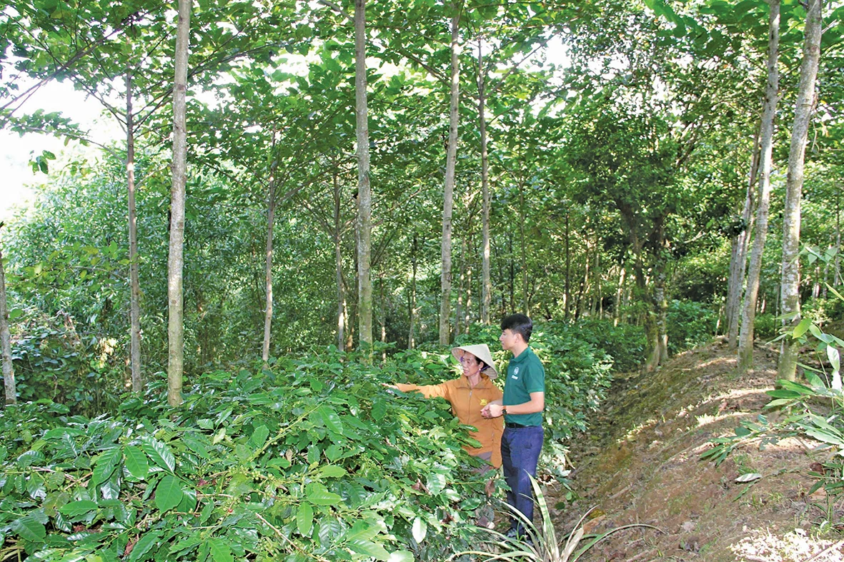 Phát triển cà phê bền vững